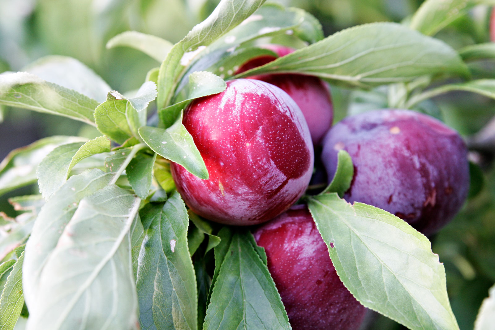 Plums on a Tree