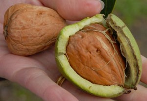 Walnut in Shell